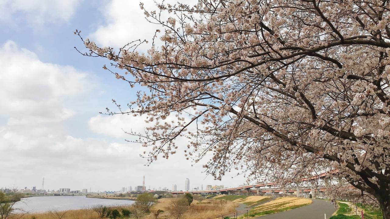 東京23区 都内でよもぎ摘みはできますか 荒川土手編 板橋 東京 の旅行記 ブログ By 美賀子さん フォートラベル