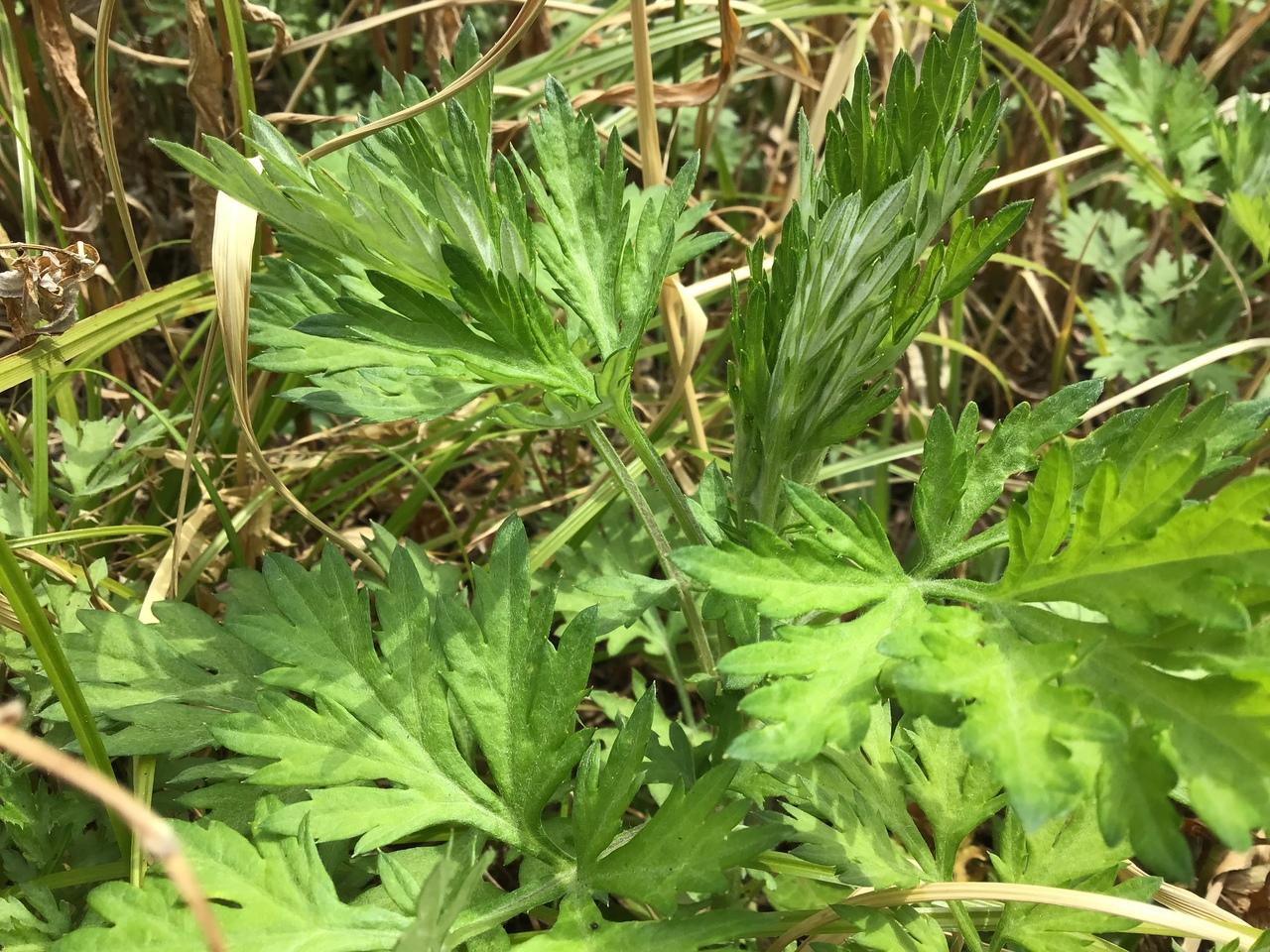 東京23区 都内でよもぎ摘みはできますか 荒川土手編 板橋 東京 の旅行記 ブログ By 美賀子さん フォートラベル