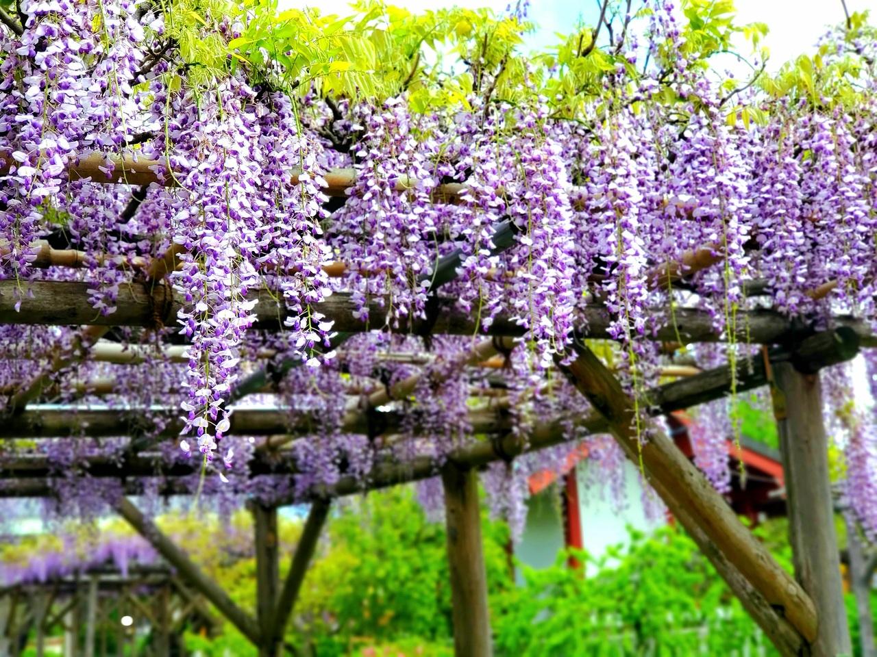 天神様の藤の花 朝と夜とで 違う表情 かお 亀戸 東京 の旅行記 ブログ By フォートラベルユーザーさん フォートラベル