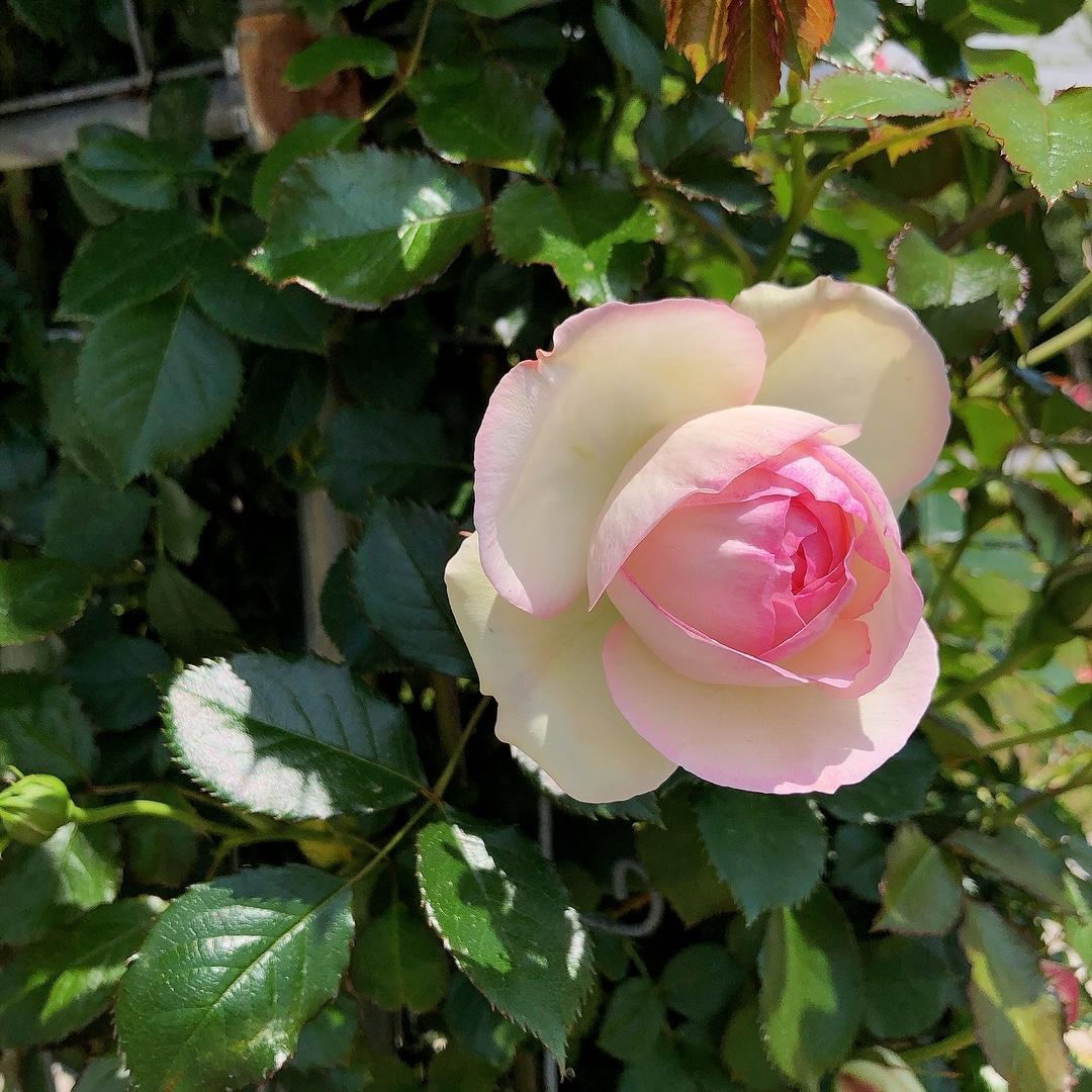 バラ4種類 140本