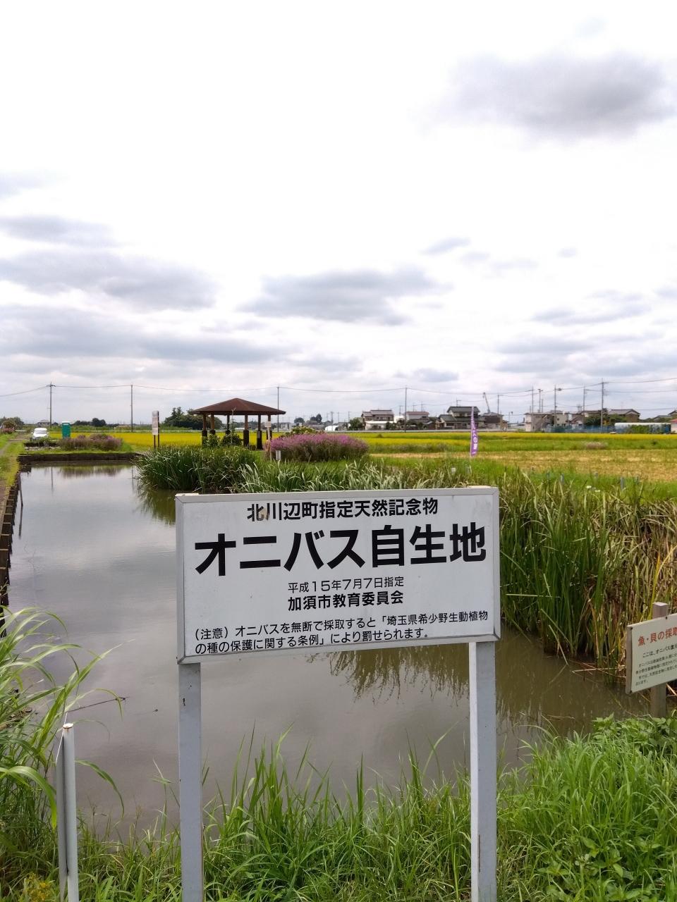 加須市のオニバスとホテイアオイを見て手打ち蕎麦食べました 行田 羽生 加須 埼玉県 の旅行記 ブログ By ひでちゃんさん フォートラベル