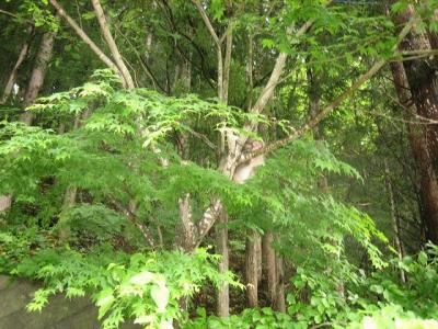 川俣温泉ホテル　ふくよ館