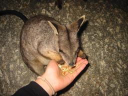 カモノハシ！！野生！ツアーじゃないとこれは無理！