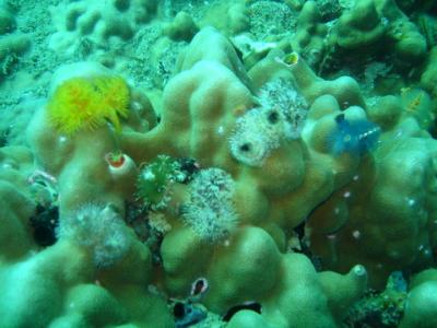 大人向け？のダイビング・サービス