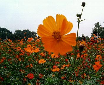 昭和記念公園【コスモス・ＢＢＱ】