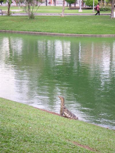 ルンピニー公園のオオトカゲ