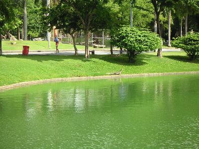 ルンピニー公園のオオトカゲ・その後