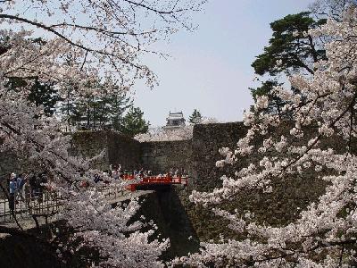 会津若松の鶴ヶ城の桜