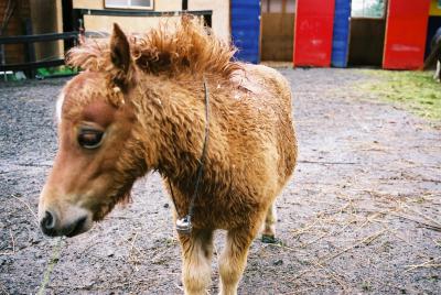 遊馬ランド　グラスホッパー