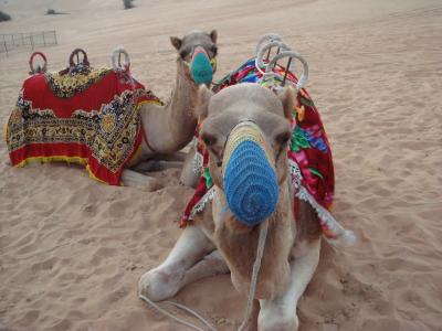 デザートサファリで酔わないために