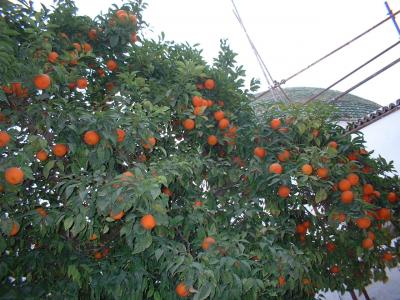 お土産にマルメロのジャムはいかが