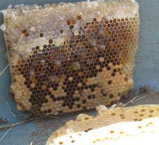 ハドラマウトのお土産