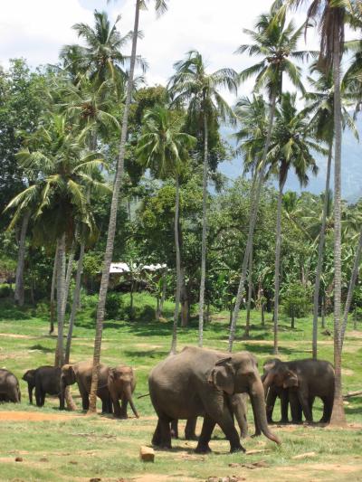 スリランカ／象の孤児園にバスで行く方法