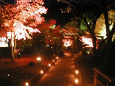 松島紅葉ライトアップ