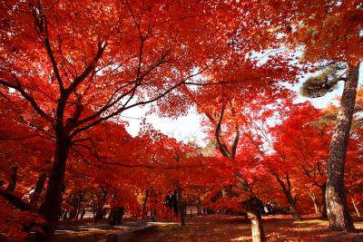 紅葉の名所、東福寺の通天橋からの眺めは絶景です。