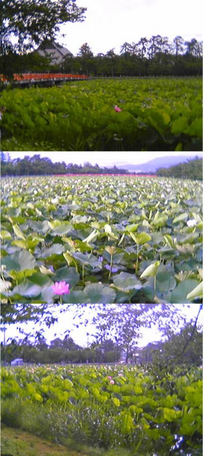 高田公園のはすまつり