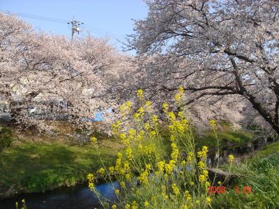 駅から近い　桜の名所　（芳川支流沿い）