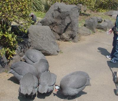 子供はホロホロ鳥に注意