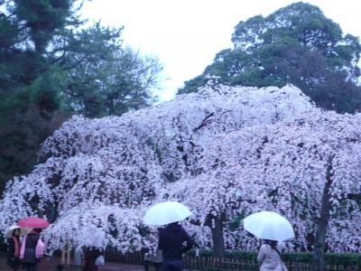 雨の京都御所　枝垂れ桜