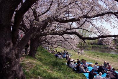 元荒川の桜堤