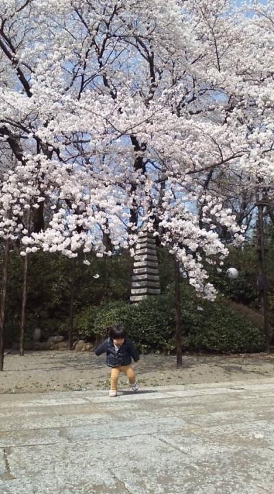 福蔵院…さくらの蚊帳？