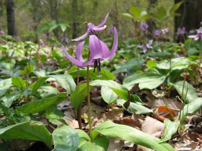 広い・静か・散策には良し【赤城自然園】