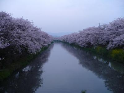 桜桜桜