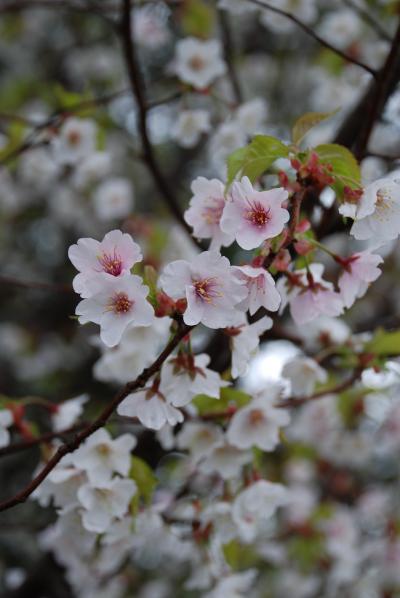 富士五湖周辺に咲く富士桜