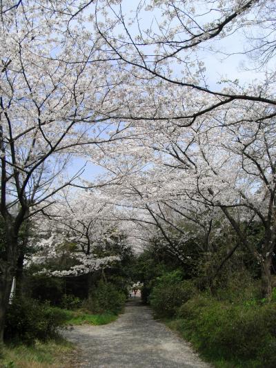 大井ふ頭中央海浜公園の桜