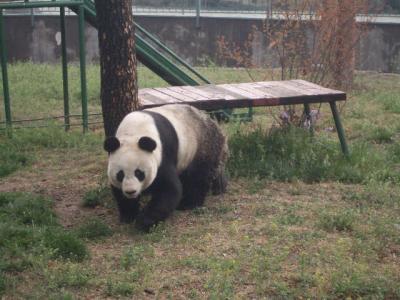 パンダのいる済南動物園
