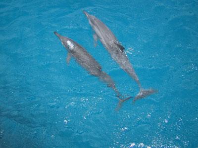 イルカウォッチング