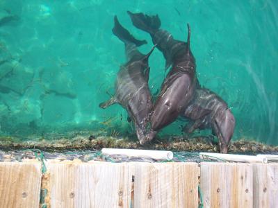 ドルフィンスイム