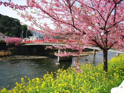 ときめき満開☆ピンクの河津桜　(*'ε`*)