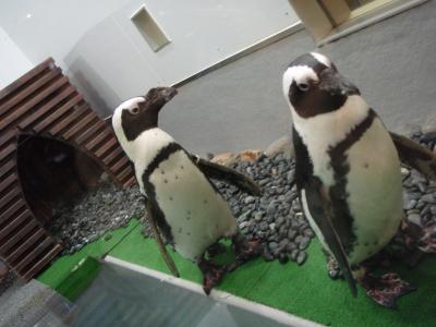 ペンギンのいるレストラン♪
