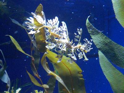 ロングビーチにある水族館