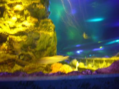 高い！けど水族館好きにはオススメ