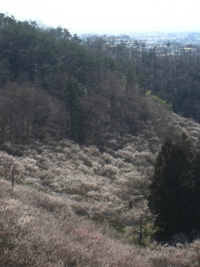 まるで梅の川のような「西渓園」