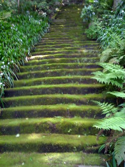 「苔の寺」。苔石段が絶景。