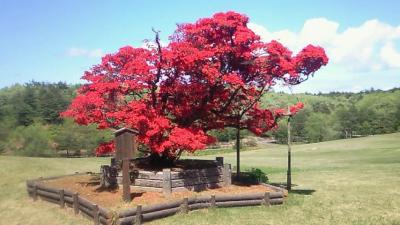 柳田植物公園‎