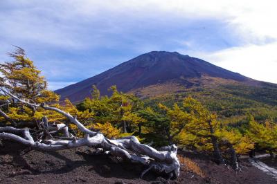 富士山を望む紅葉ビューポイント奥庭自然公園