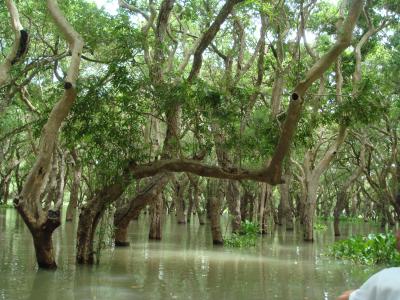 トンレサップ湖