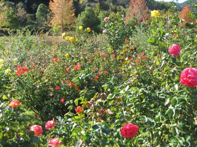 河津バガテル公園