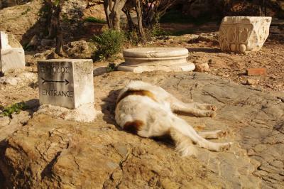 アクロポリスとぐだぐだな犬ども。