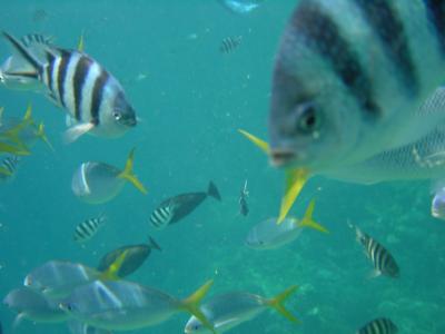 ロックアイランド巡りと大シャコ貝ツアー