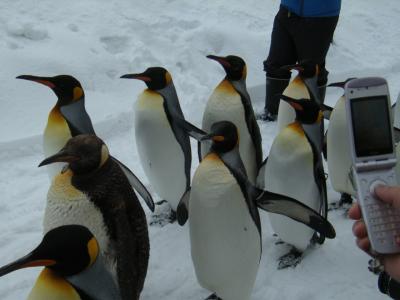 冬のペンギンパレードは必見ですね