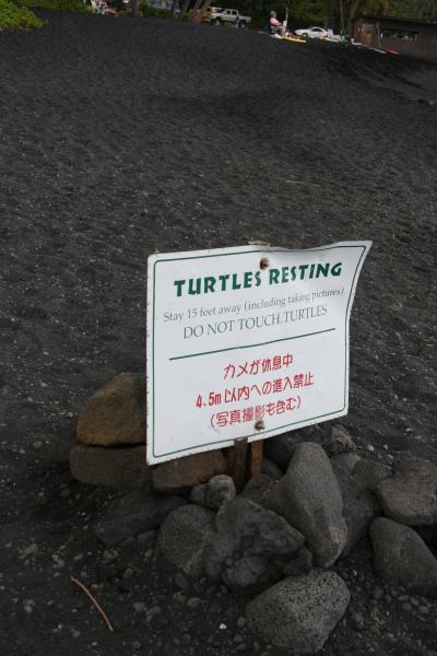 カメには会えなかった