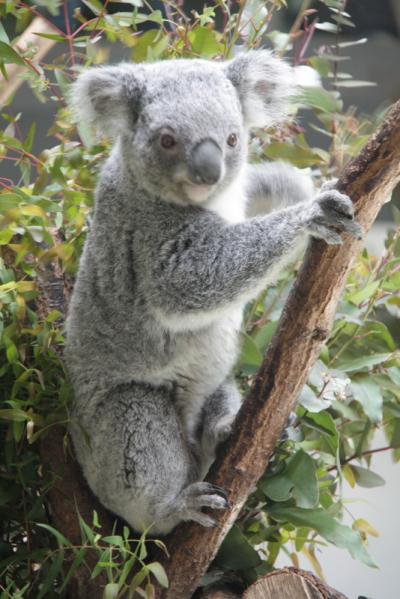 動物園？ハイキング？　一日十分楽しめます。ダイエットにも最適？？　in　東京都多摩動物公園