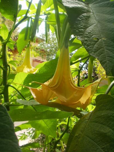 よく手入れされた庭園