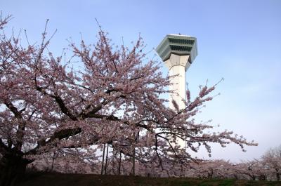 五稜郭タワーと桜