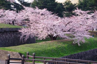 一度は観よう　五稜郭の桜